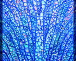 Deep Tree -Blue
